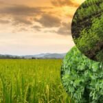 श्रावण मास के (78)