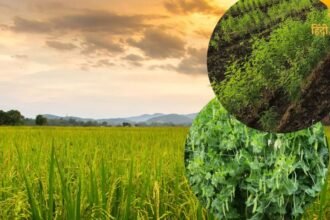 श्रावण मास के (78)