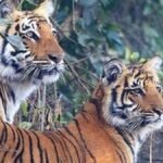 श्रावण मास के (92)