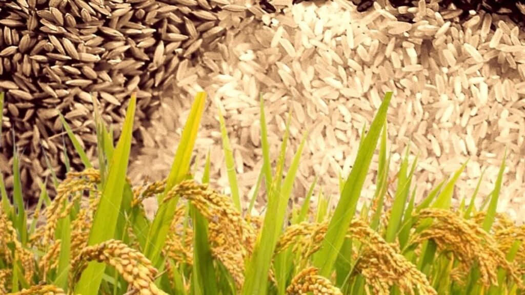 सरकार की बैठक में बासमती चावल के