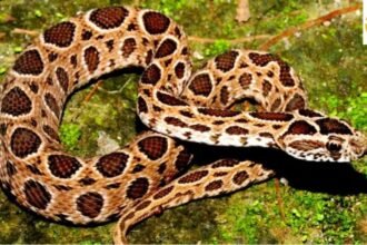 सागर में रसेल वाइपर सांप