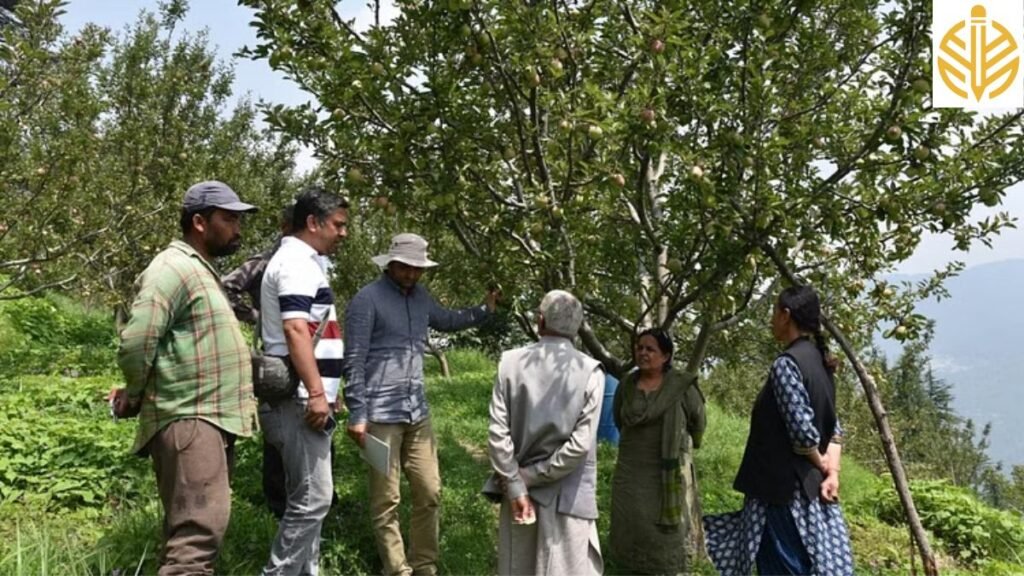 हिमाचल में सेब के
