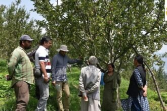 हिमाचल में सेब के