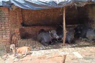 Bulandshahr man raped minor girl and goat