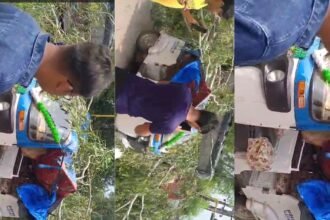 Kanpur: किदवई नगर शनि देव मंदिर के पास सड़क पर गिरा पेड़,