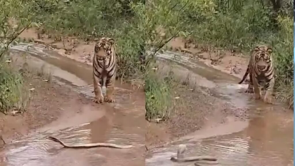 Tiger Cobra Fight Video