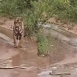 Tiger Cobra Fight Video