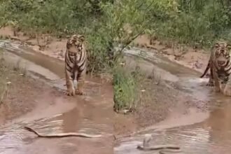 Tiger Cobra Fight Video