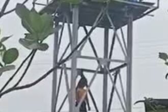 Chhattisgarh-Dead-body-of-a-woman-hanging-from