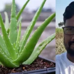 aloe vera farmers