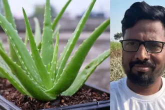 aloe vera farmers
