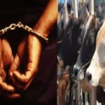 budaun-cow-smuggler