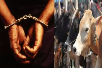 budaun-cow-smuggler