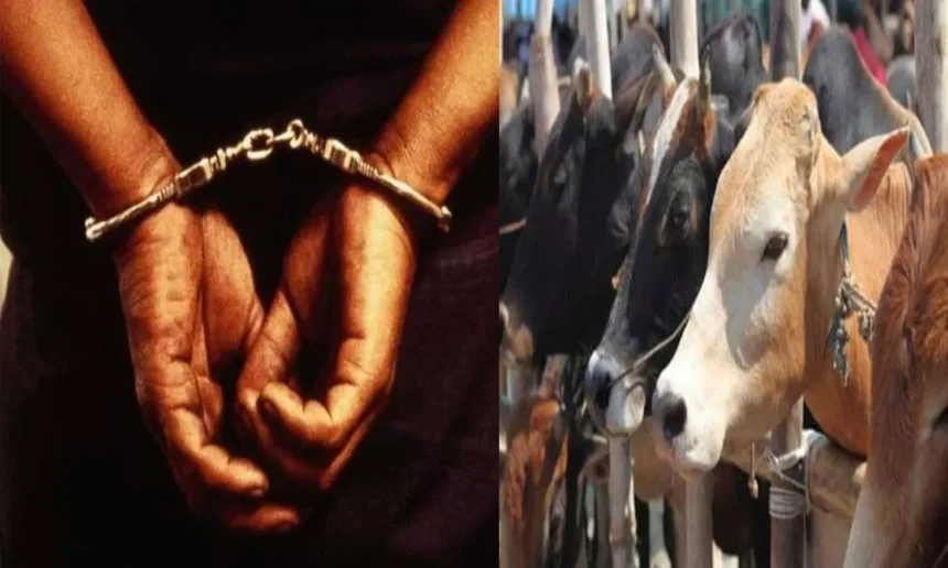 budaun-cow-smuggler