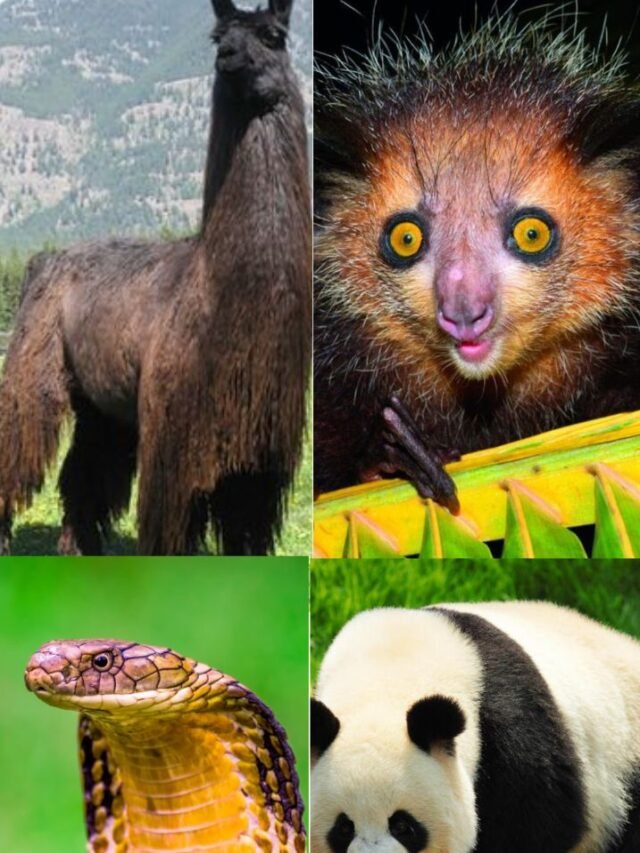 _10 unique and interesting animals