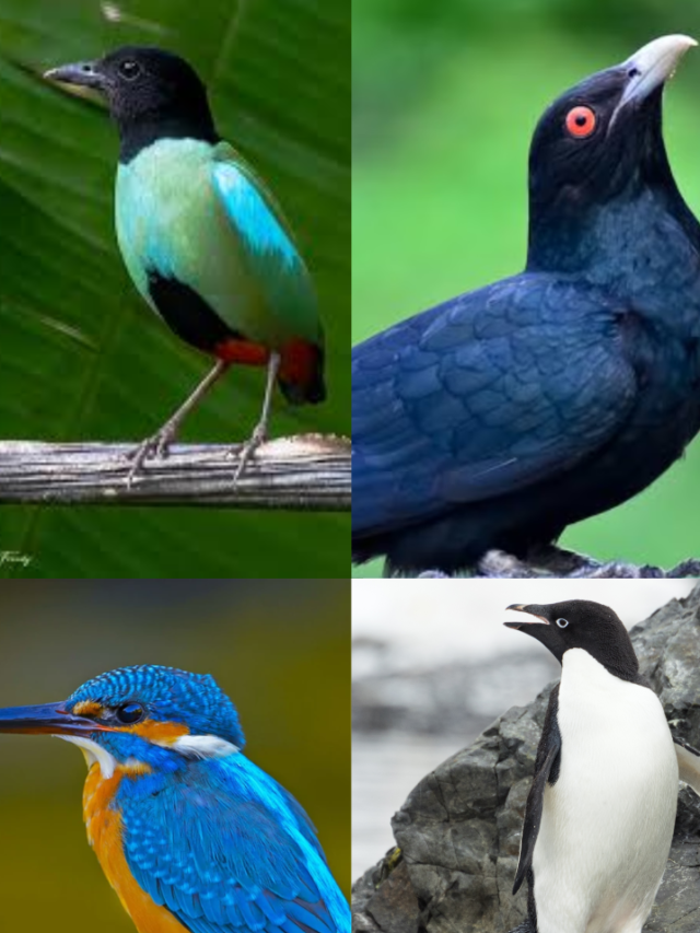 10 पक्षी, जो घोंसला नहीं बनाते