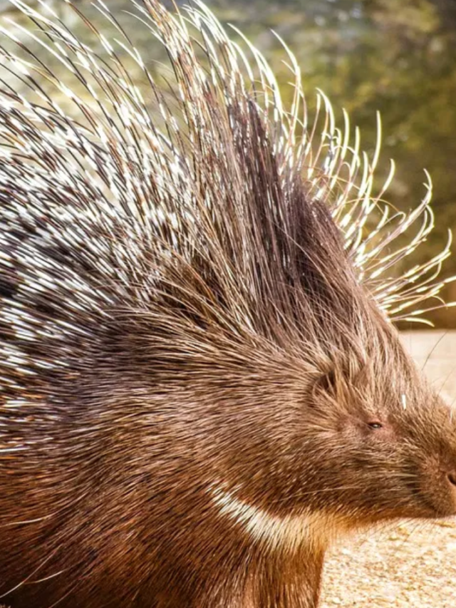 Porcupine