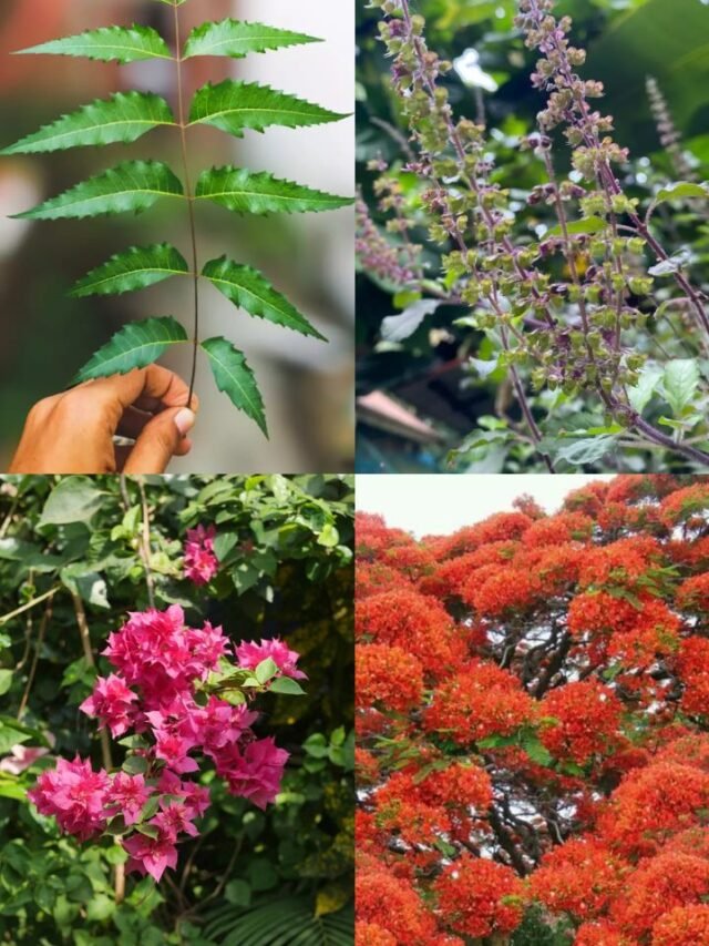 Untitled design - 2024-08-26T110012.765