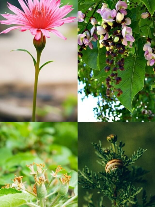 Untitled design - 2024-08-26T123418.758