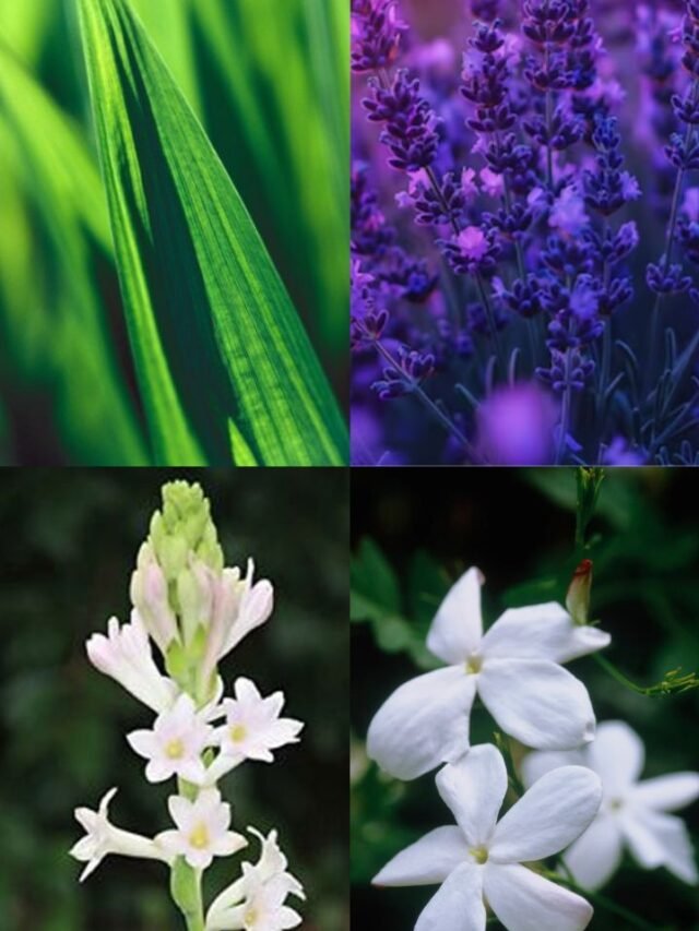 Untitled design - 2024-08-26T132421.738