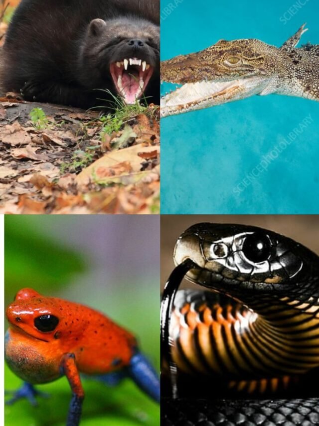 दुनिया के 10 सबसे खतरनाक जानवरों