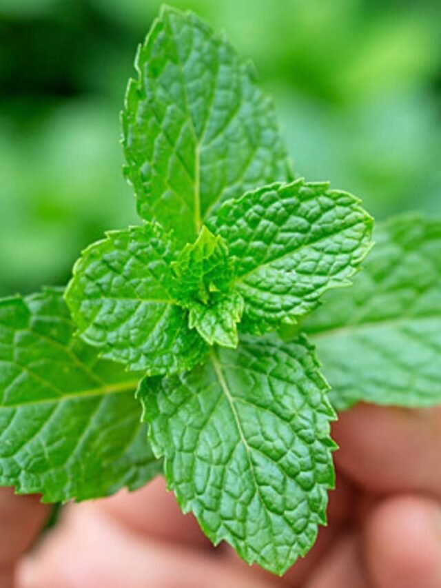 benefits of mint