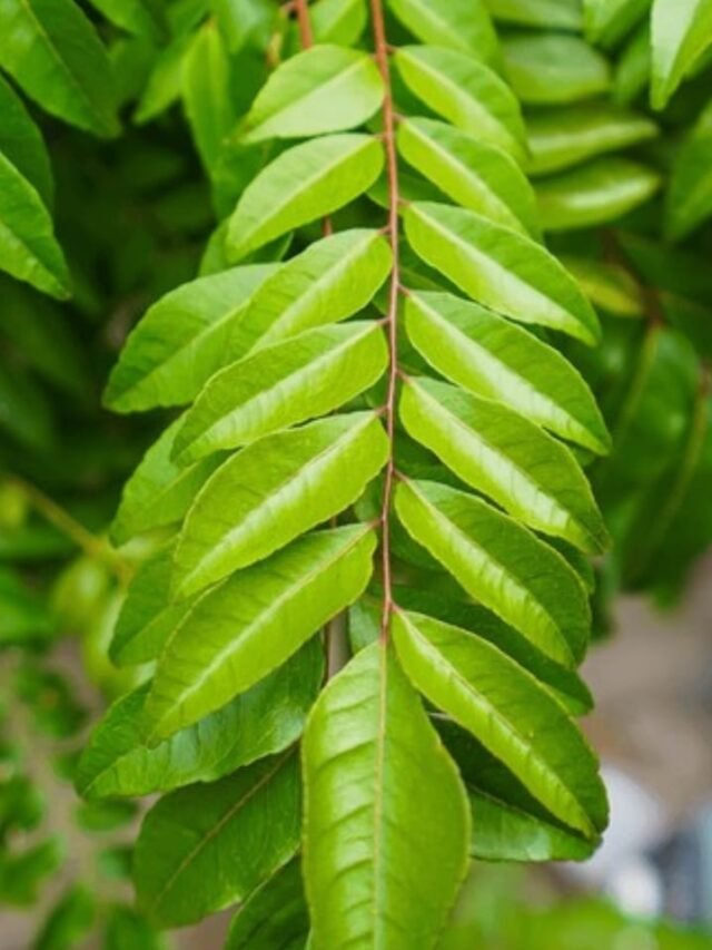 benefits-eating-curry-leaves-empty-stomach