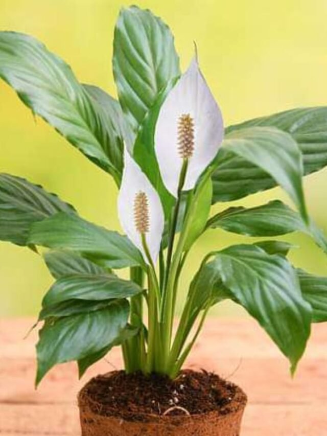 benefits-of-planting-lily-in-home in hindi