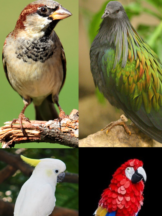 केवल पौधे खाने पक्षी