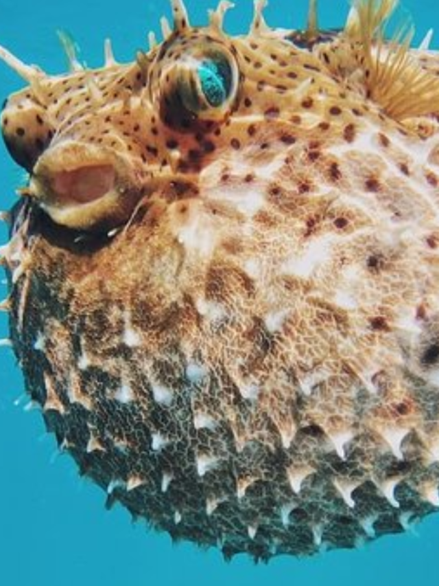 जहरीली मछली