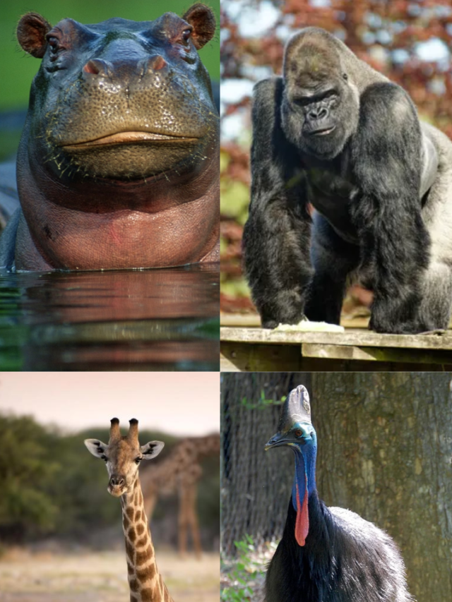 दुनिया के 10 जानवर जो सबसे ज्यादा खाना खाते हैं,