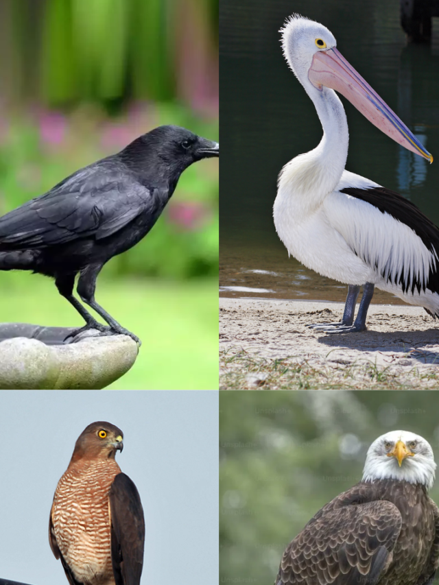 मांसाहारी