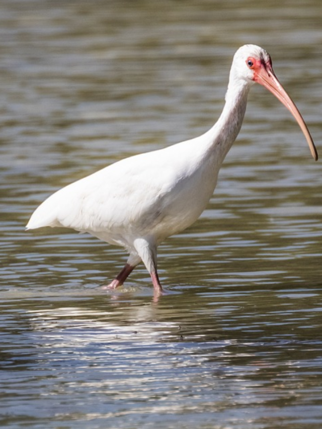 यहाँ 10 पक्षी जो उड़ नहीं सकते