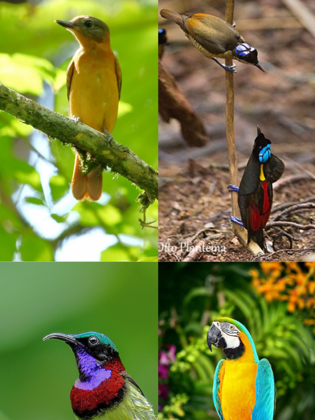 रंगीन पक्षी