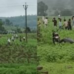 आलू की कीमतों को नियंत्रित (24)