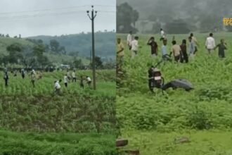 आलू की कीमतों को नियंत्रित (24)