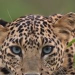 Agra: पिनाहट में जंगली जानवर का हमला, आधा दर्जन ग्रामीण घायल