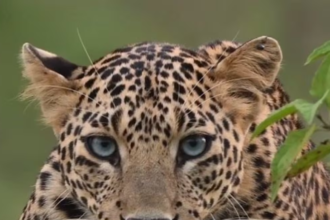 Agra: पिनाहट में जंगली जानवर का हमला, आधा दर्जन ग्रामीण घायल