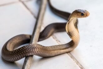 Aliagarh: बाल्टी में सांप लेकर अस्पताल पहुंचा चाचा