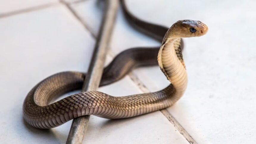 Aliagarh: बाल्टी में सांप लेकर अस्पताल पहुंचा चाचा