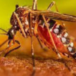 Amethi में डेंगू के 13 मरीज मिले, स्वास्थ्य विभाग ने शुरू किए नियंत्रण के प्रयास