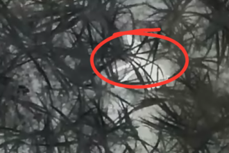 Bahraich: ड्रोन सर्च ऑपरेशन में कैद हुआ आदमखोर छठवां भेड़िया