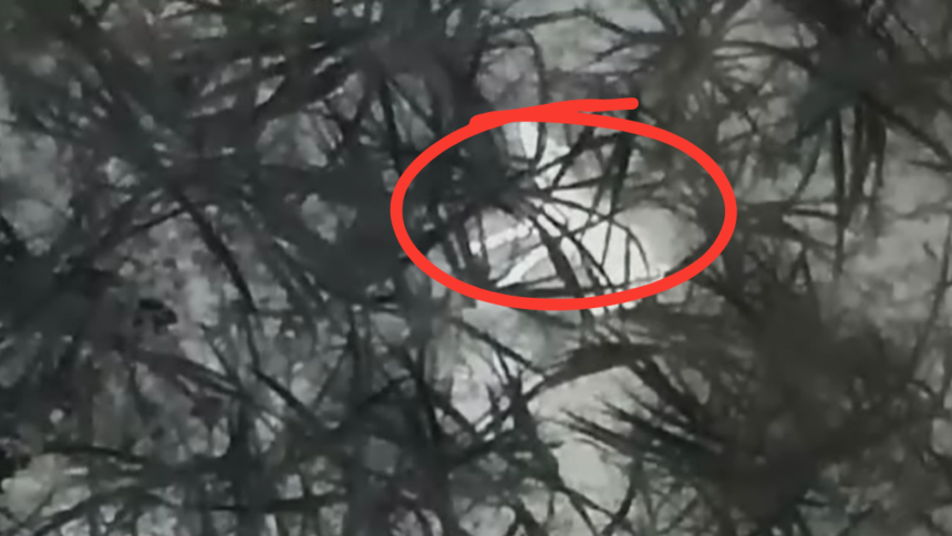 Bahraich: ड्रोन सर्च ऑपरेशन में कैद हुआ आदमखोर छठवां भेड़िया, अब तक 10 लोगों की जान ले चुका है 1 Bahraich: ड्रोन सर्च ऑपरेशन में कैद हुआ आदमखोर छठवां भेड़िया