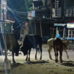 Bihar: नरकटियागंज में सांडों का आतंक, शहरवासी परेशान