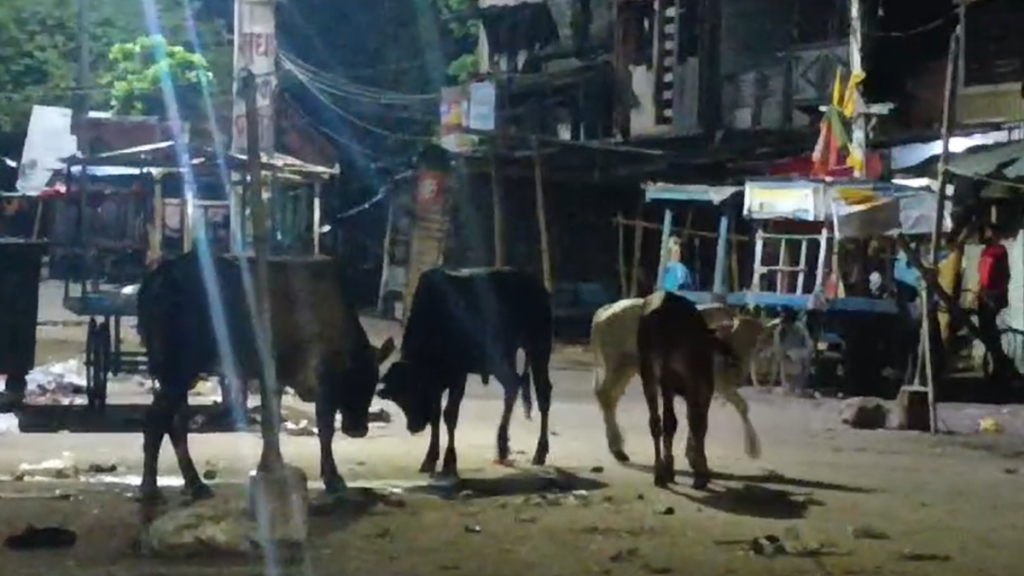 Bihar: नरकटियागंज में सांडों का आतंक, शहरवासी परेशान