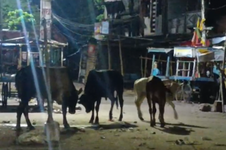 Bihar: नरकटियागंज में सांडों का आतंक, शहरवासी परेशान