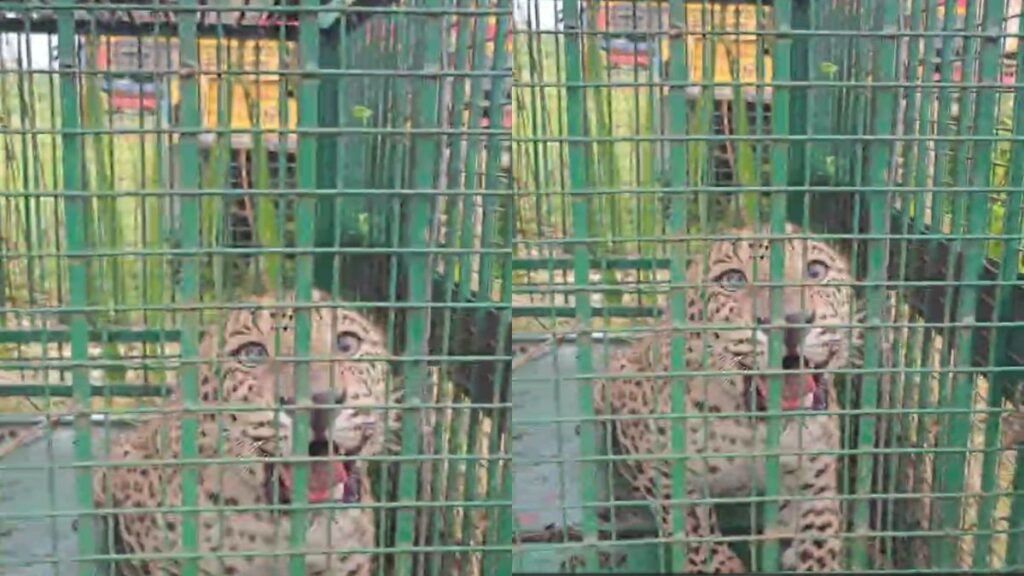 Bijnor में आदमखोर गुलदार की गिरफ्तारी, 26 लोगों की जान लेने वाला गुलदार पकड़ा गया