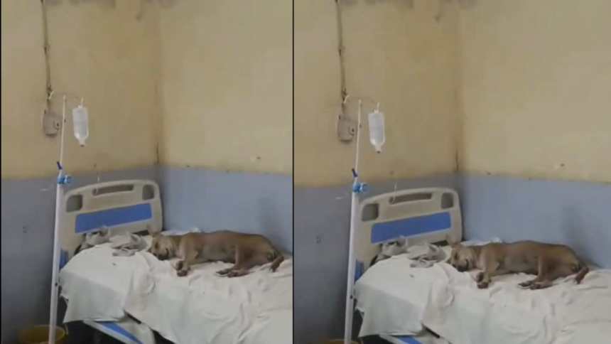 Bulandshahr जिला अस्पताल बना आवारा कुत्तों का अड्डा