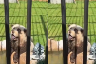 China के चिड़ियाघर ने स्वीकार किया, 'पांडा' असल में रंगीन कुत्ते हैं