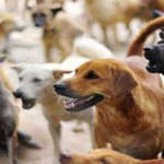 Hapur: जैन कन्या इंटर कॉलेज में आवारा कुत्ते का आतंक, चार छात्राएं घायल